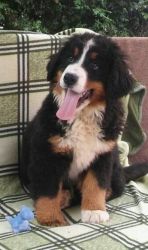 Home Raised Bernese Mountain Dog Puppies