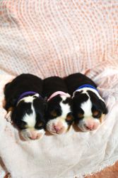 Miniature Bernese Mountain Dogs Puppies Born on February 19