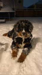 Bernese Mountain Puppy For Sale