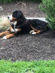 Bernese Male -1 year old