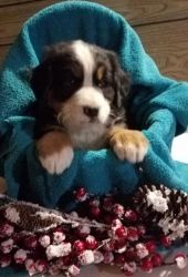 Adorable Bernese puppy for sale.