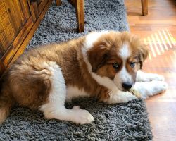Great Bernese puppy for sale