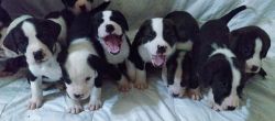 BerneBull Puppies For Sale!!