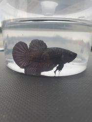 Female and Male beautiful bettas for sale
