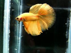 Breeding quality BETTA FISH (fighter fish) for sale at resonable price