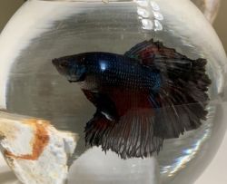 Betta Fish (with everything)