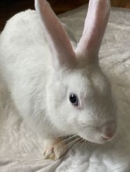 Cute bunny for sale