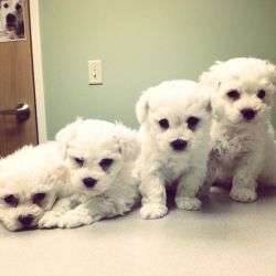 giving Bichon Frise Puppies