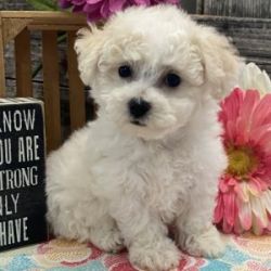 Bichon Frise Puppies For Sell