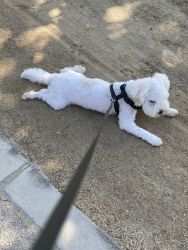 Bichon Frise need a new home