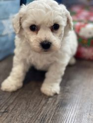 Bichon Frise male puppies ready for Christmas!