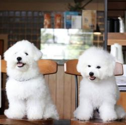 Bichon Frize puppies are ready to use