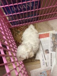 Beautiful white bichon puppies for Rehoming fee