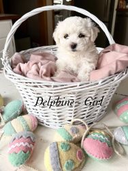 Purebred Bichon Puppies for Easter