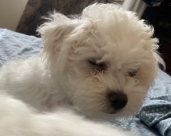 purebreed Bichon frize puppies with ACA registered pedigree and on-sit