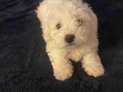 Available Bichon frize puppies with microchip, ACA pedigree. Up-to-da