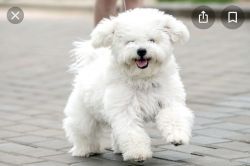 Kid friendly and trained Bichon Frise ready to go home with you.