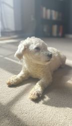 Bichon Frise looking for a loving home!