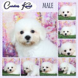 Pure Breed Bichon Frise Puppies