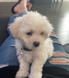 Bichon puppies looking for loving home
