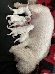 Puppies born 8-1-22