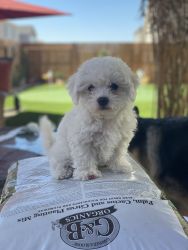 Bichon Frise Puppies soon Available