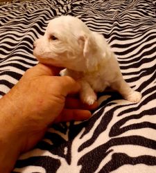 Bichon Puppies Available December 15th