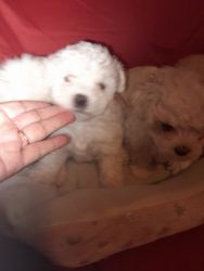 Bichon Maltese puppies female