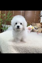 4month old bichon frise puppy for sale he is a boy and is vaccinated.