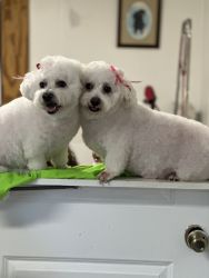 Two Beautiful Adult Bichon Frise Puppies
