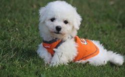 Bichon Frise puppies for rehoming.