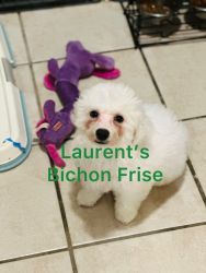 Bichon Frise Puppy