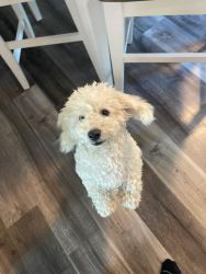 1 year old Bichon Frise. Not fixed. Full vet care. AKC Registered.