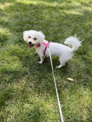 6 month old Bichon Frise for sale