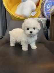 Adorable Bichon Frise Puppies ready for new home
