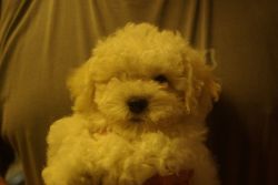 Bichon Frise puppies in Seattle area