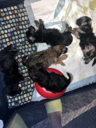 8 week old Bichon & Shih Tzu puppies for sale