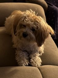 Yorkie-Bischon puppy