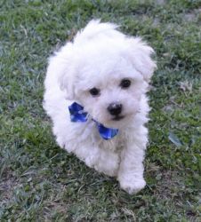 Clean Small Bichon Frise Puppies For Sale
