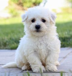 Cute Bichon Frise Puppies Available.