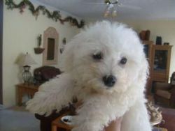 Bichon Puppies Available!!!!â€¦