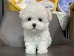 Bichon Frise puppy for rehome fee