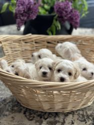 Bichon puppies