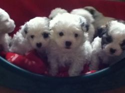 Bichon Frise pups for adoption