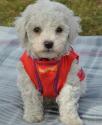 Beautiful Bichon Frise Puppies Available