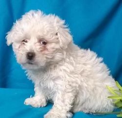 Bichon Frise Puppies - Outstanding Quality.