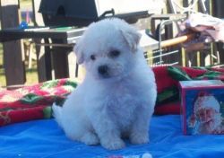 Responsible Owners Required Only Bichon Frise