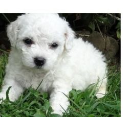 Lovely Bichon Frise puppies available