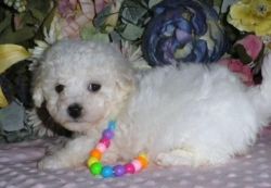 Well socialized Bichon Frise Pup