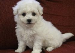 Akc Faith Bichon Frise puppies for sale